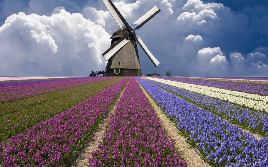 hollands-landschap-met-een-molen-en-een-veld-vol-bloemen-hd-molen-achtergrond